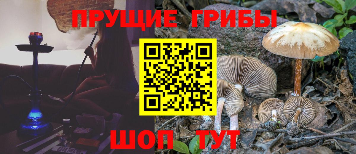 Галлюциногенные грибы Psilocybe Барнаул